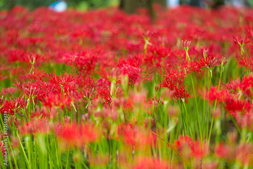曼珠沙華 曼珠沙華