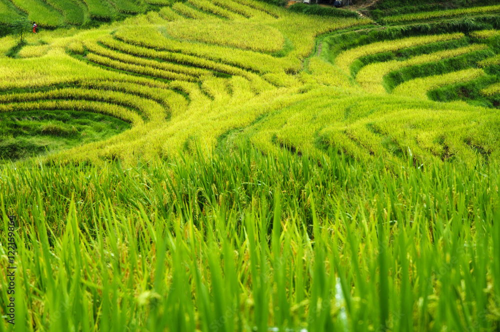 The terraced fields in autumn The terraced fields in autumn