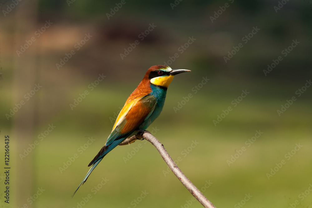 colorful birds sitting on a branch