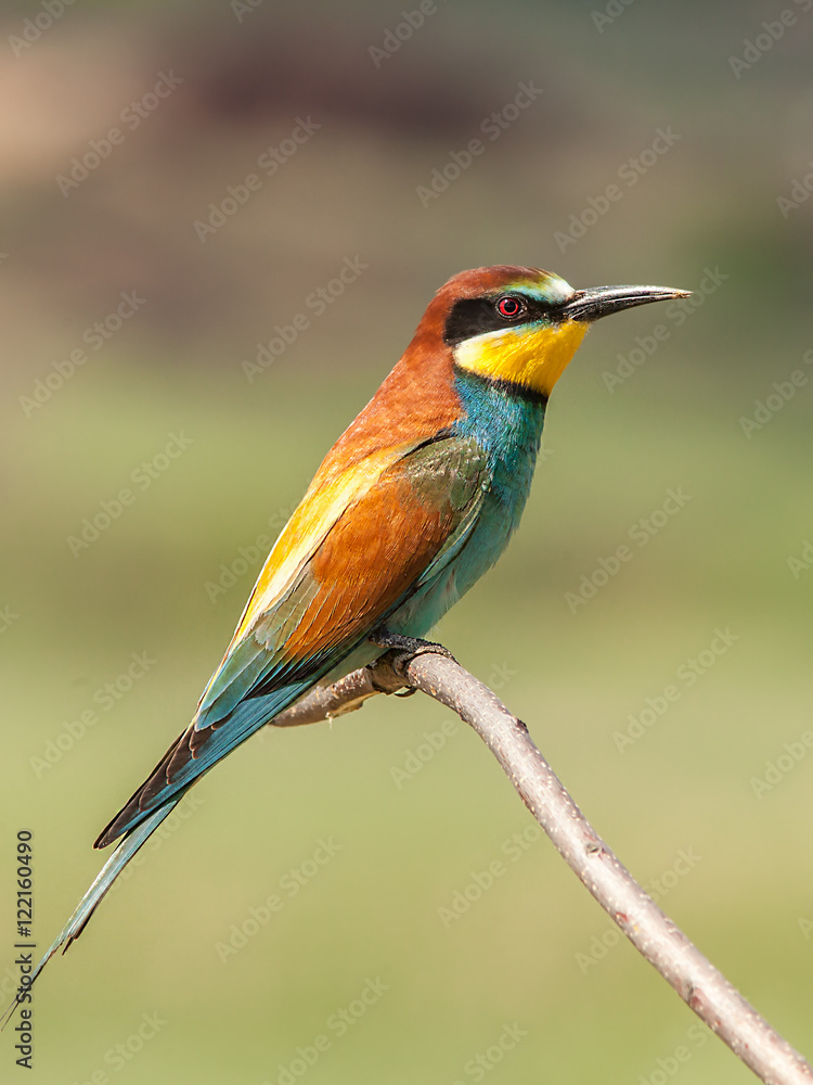 Naklejka colorful birds sitting on a branch