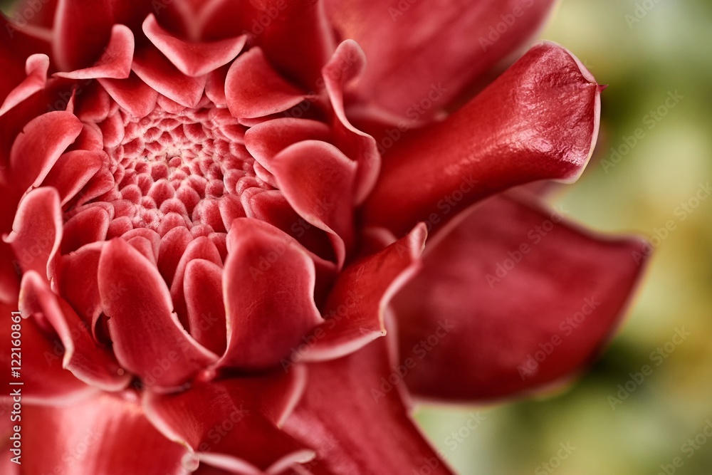 Torch Ginger.