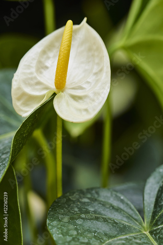 Anthurium white