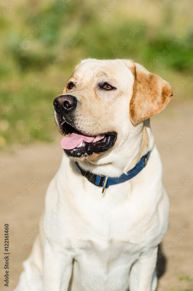Foto de very cute young purebred labrador dog with beautiful brown