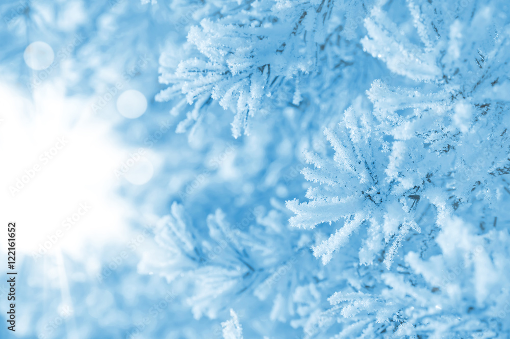 Winter background. Conifer branches covered with frost. Winter background. Conifer branches covered with frost.
