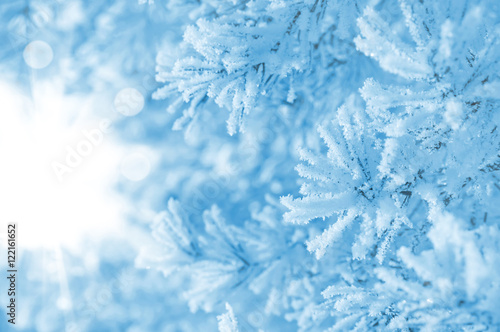 Winter background. Conifer branches covered with frost.