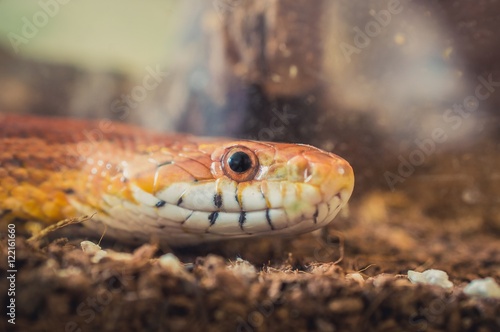 Sunkissed Corn Snake close up eye and detail scales