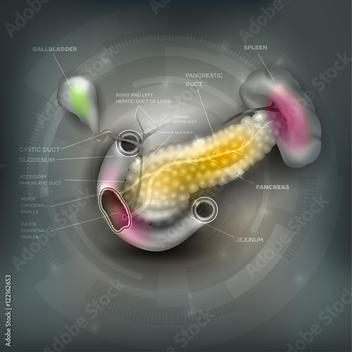 Pancreas and surrounding organs, gallbladder, small intestine, spleen detailed illustration with description on a beautiful grey mesh background. 