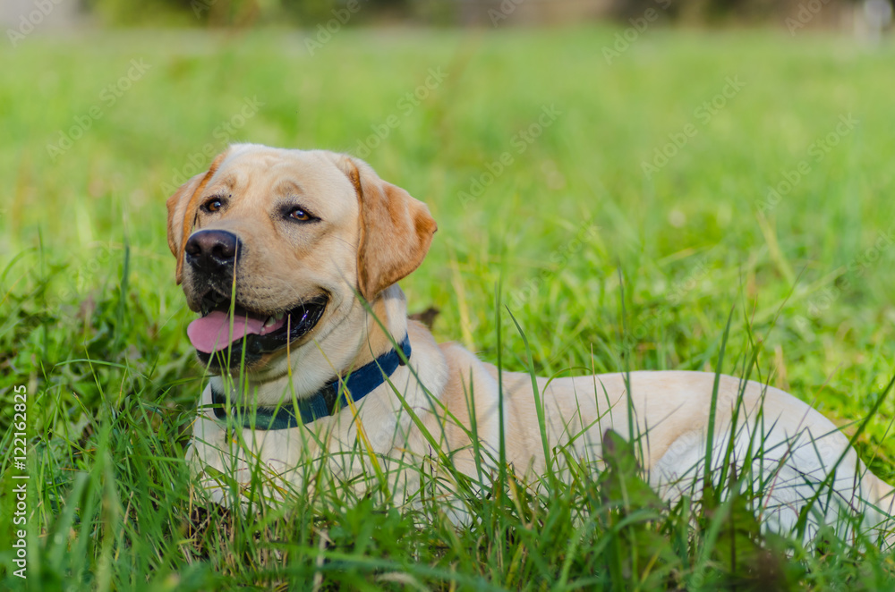 very cute young purebred labrador dog with beautiful brown white fur with brown eyes ears big head mouth teeth happily walking in the park on a nice sunny weather outdoors