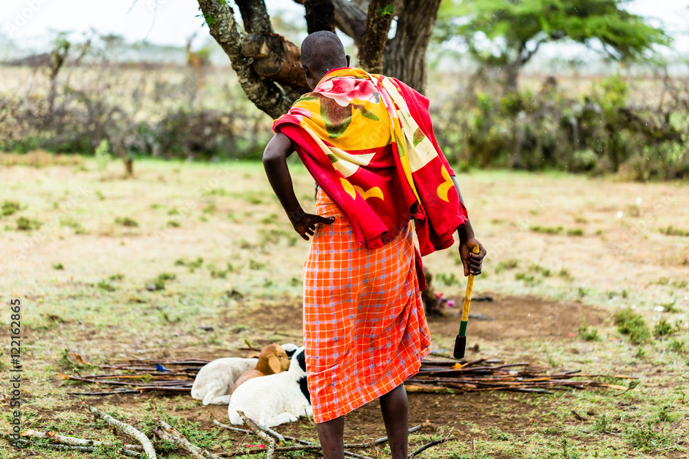 Massai farmer checking on his goats