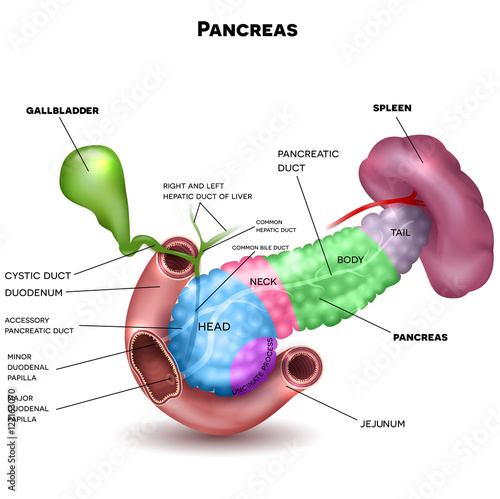 Pancreas parts and surrounding organs, gallbladder, small intestine and spleen detailed illustration with description. Beautiful colorful design. photo