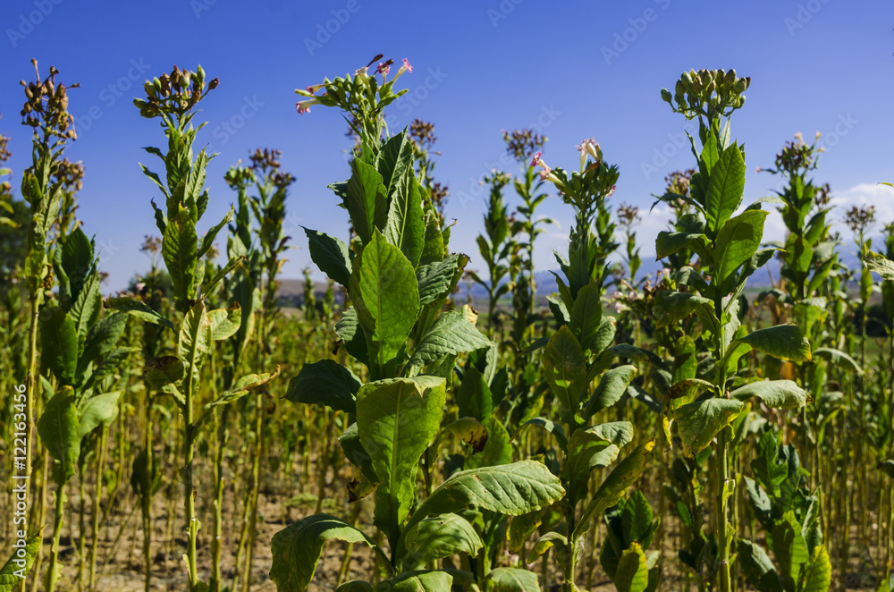 Tobacco field in Anatolia, Turkey Tobacco field in Anatolia, Turkey