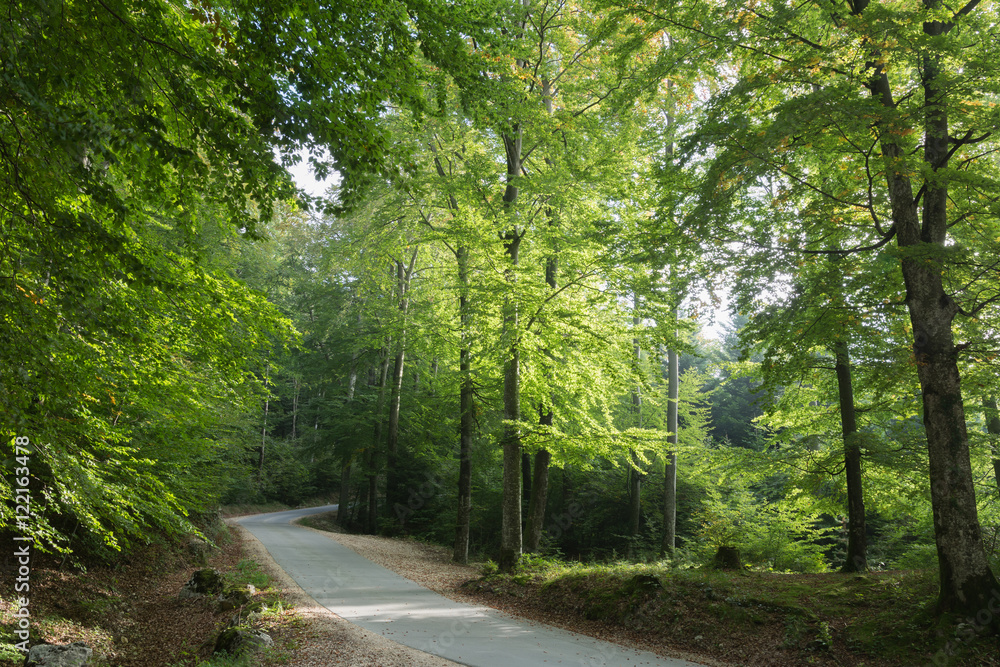 Die Natur mit Aussicht im Wald auf dem Land Die Natur mit Aussicht im Wald auf dem Land