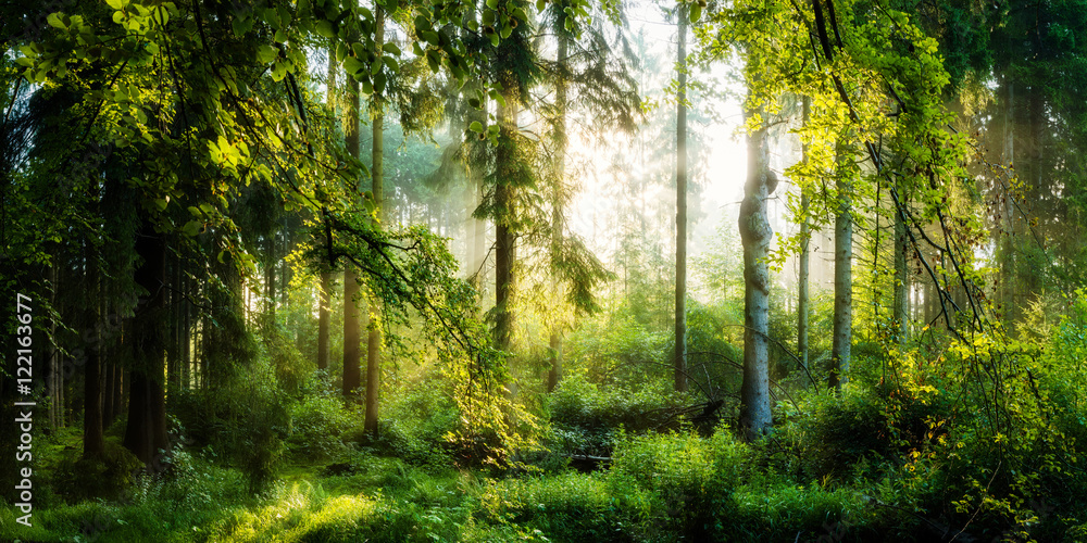 Sonnenaufgang im herbstlichen Wald, verträumte Szene in den Morgenstunden - obrazy, fototapety, plakaty 