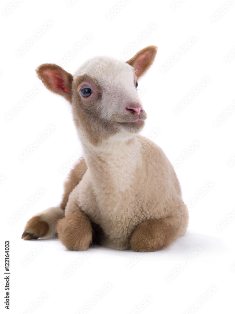 Naklejka premium sheep