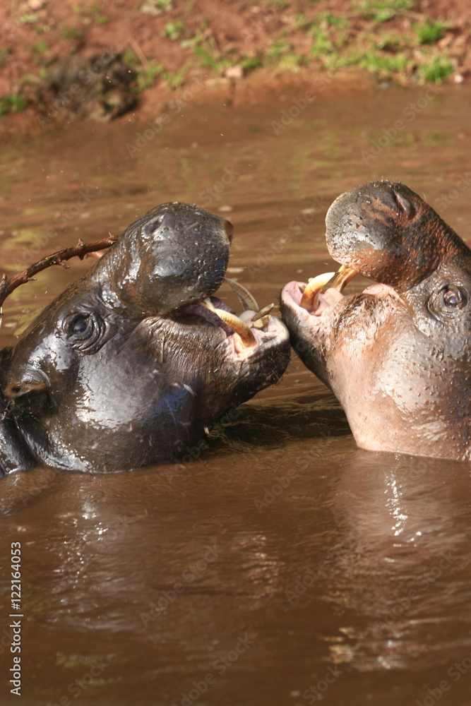 Fototapeta premium Hippos in love