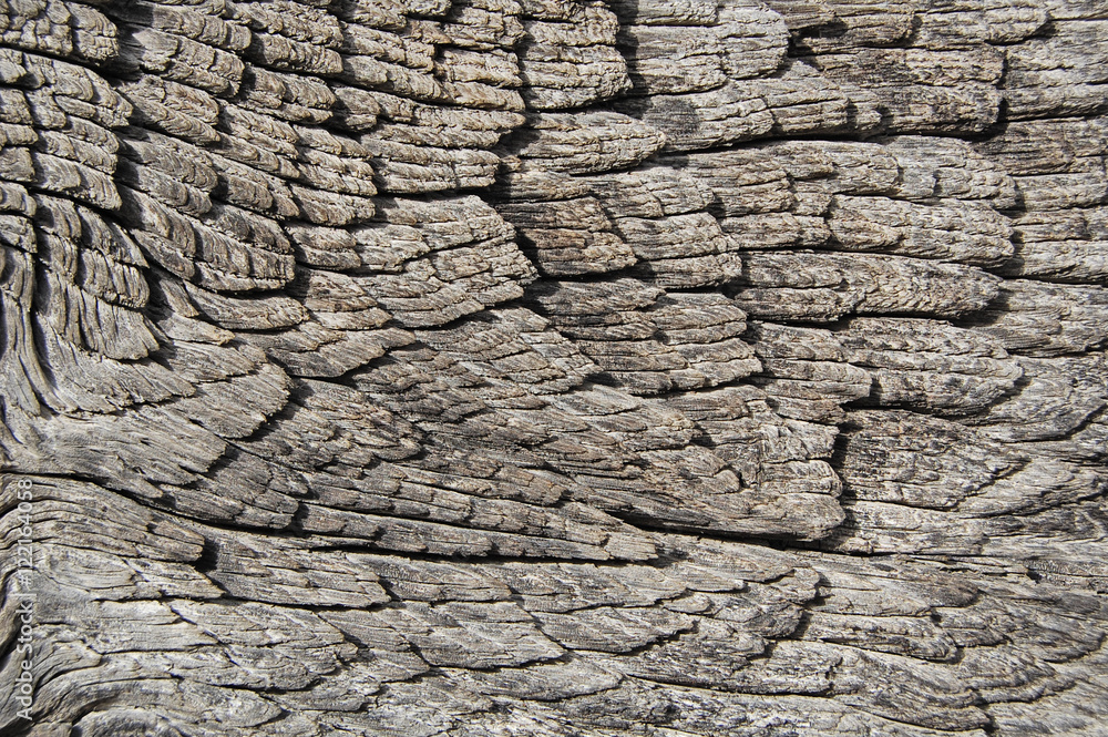Wooden texture, wood background. Wooden texture, wood background.