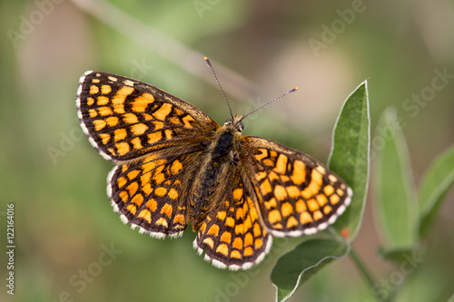 macrophotographie d'un papillon: Mélitée des scabieuses (Melitaea parthenoides) photo