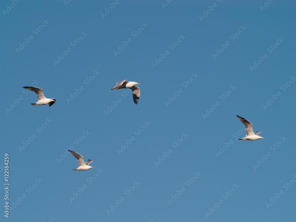 Seagulls in the sky at a coast in the evening hours