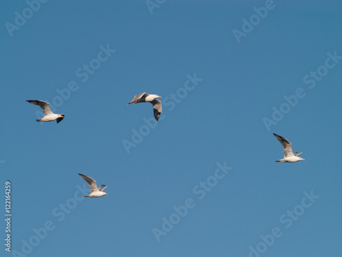 Seagulls in the sky at a coast in the evening hours