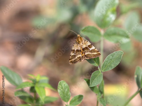 macrophotographie d'un papillon: Noctuelle du dartrier (Synthymia fixa) photo