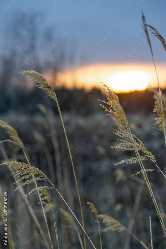 Fototapeta premium Closeup of reeds at sunset, Hecla Grindstone Provincial Park, Ma