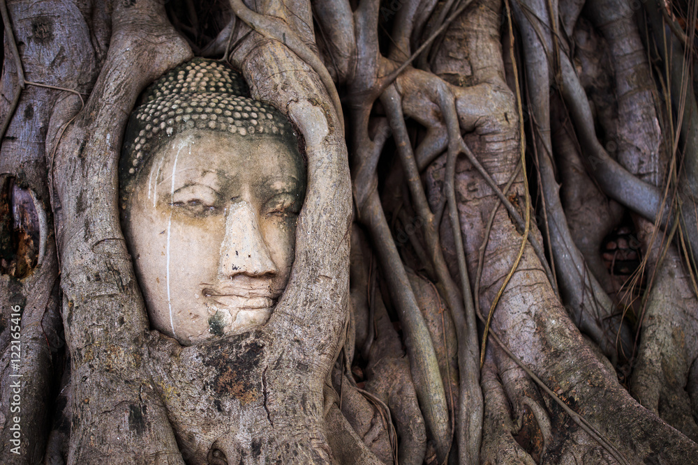 Buddha in the roots.