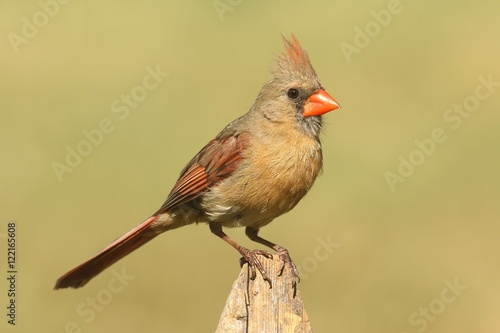 Female Cardinal On A Branch © Steve Byland