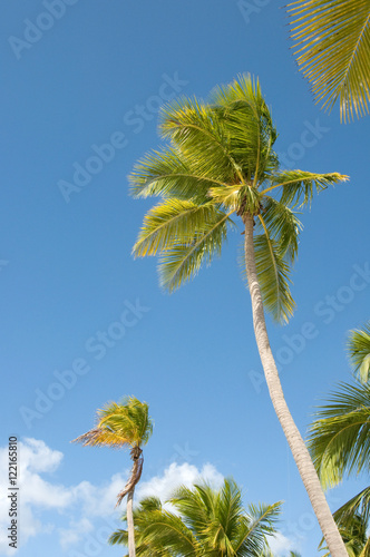 palm tree infront of blue sky