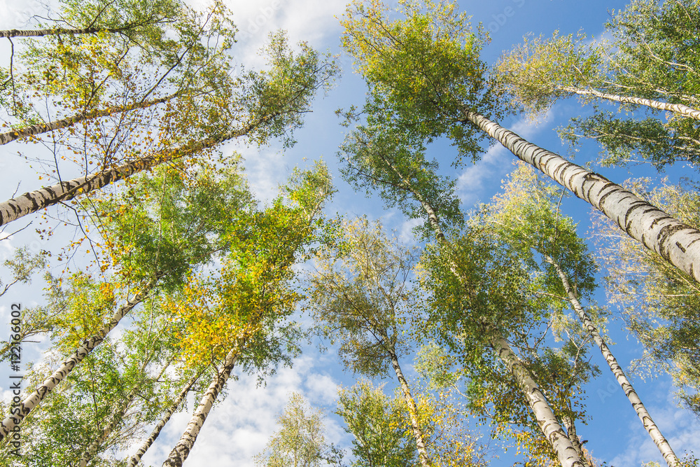 Fototapeta premium Blue sky birches