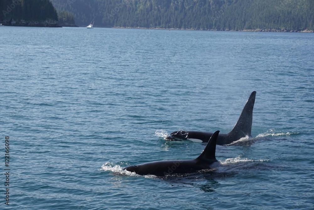 Fototapeta premium Killer Whales