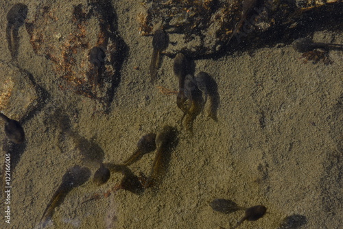 Swarm of swimming tadpoles in a lake