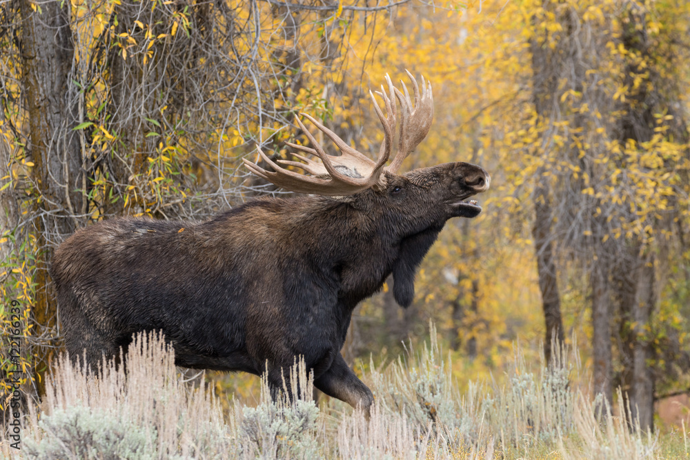 Shiras Bull Moose in Rut in Fall Shiras Bull Moose in Rut in Fall