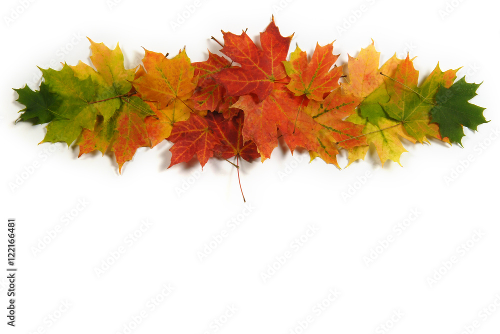 Autumn maple leaves that vignette, green, yellow, orange, and red. Room for copy space!