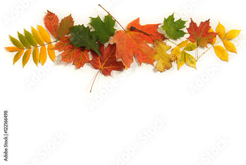 Collection of colorful Autumn leaves with room for copy space.