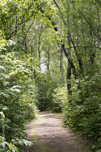 Trees along the pathway in the forest, Hecla Grindstone Provinci photo