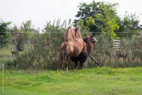 Fototapeta Wielbłąd dwugarbny - Azja