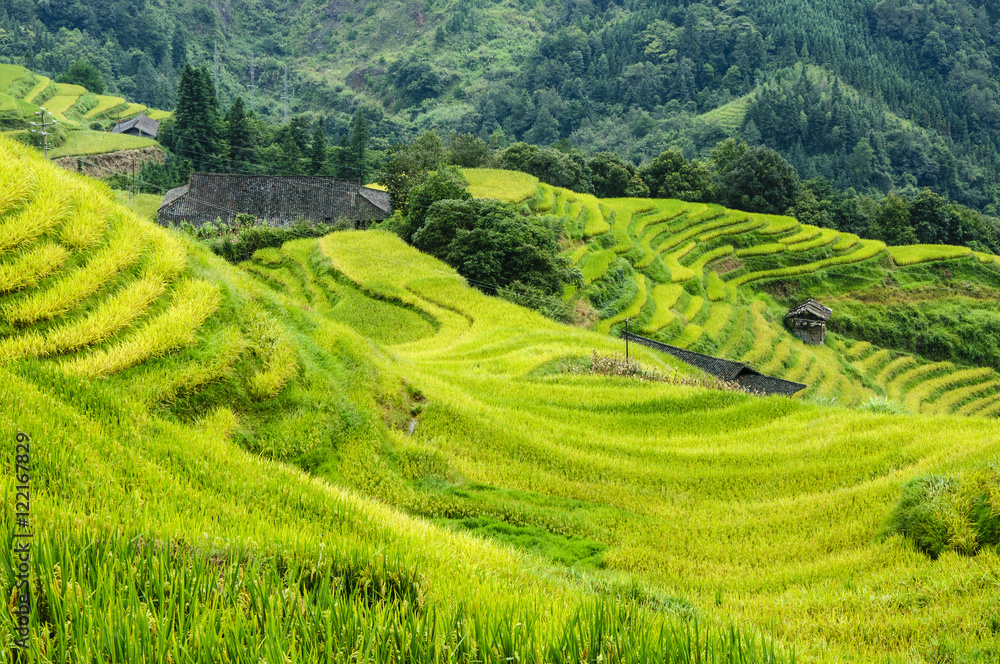 The terraced fields in autumn The terraced fields in autumn