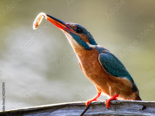kingfisher