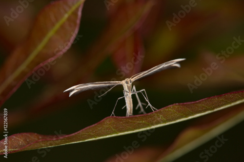 macrophotographie d'un papillon: Ptérophore blanc (Pterophorus pentadactyla)