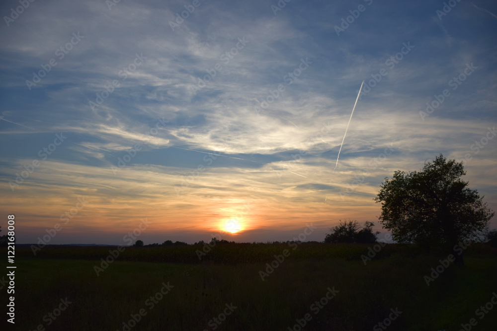 Fototapeta premium Sunset over the corn fields