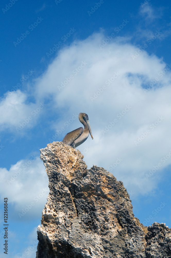 grey pelican