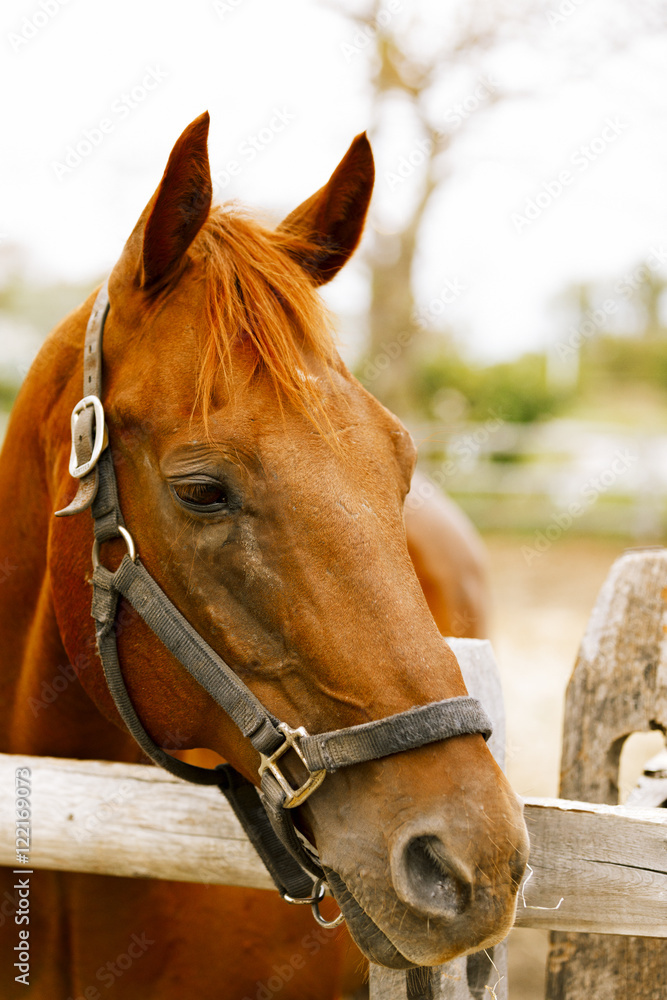 Obraz premium Racehorse portrait.
