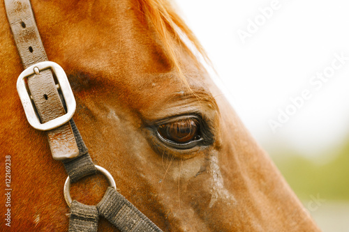 Racehorse portrait.
