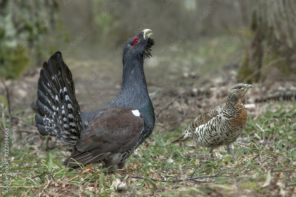 mating dance of the grouse in the field