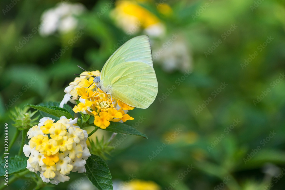 butterfly butterfly