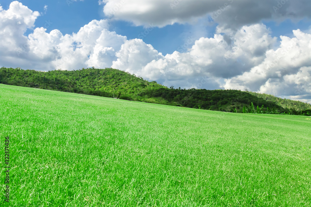 Obraz premium grass field under blue sky