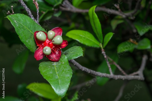 Mickey Mouse flower © noumnano