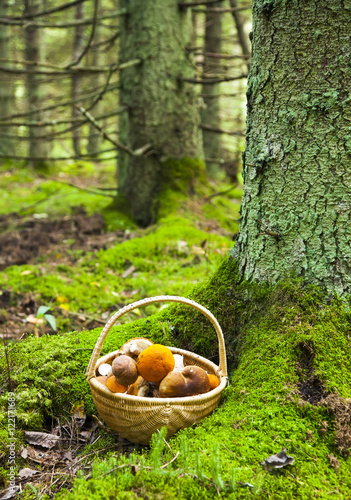 Deep forest and mushrooms basket
