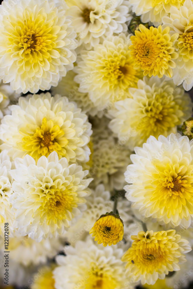 Fototapeta premium White and yellow chrysanthemum flowers in the garden