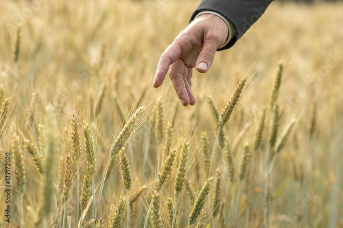 Hand of a businessman pointing to fresh wheat